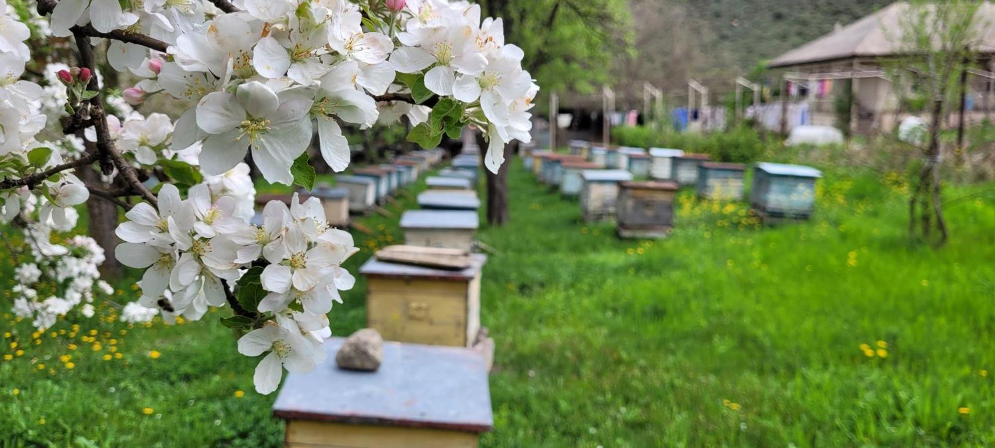 Bee House Hotell Pia Eksteriør bilde