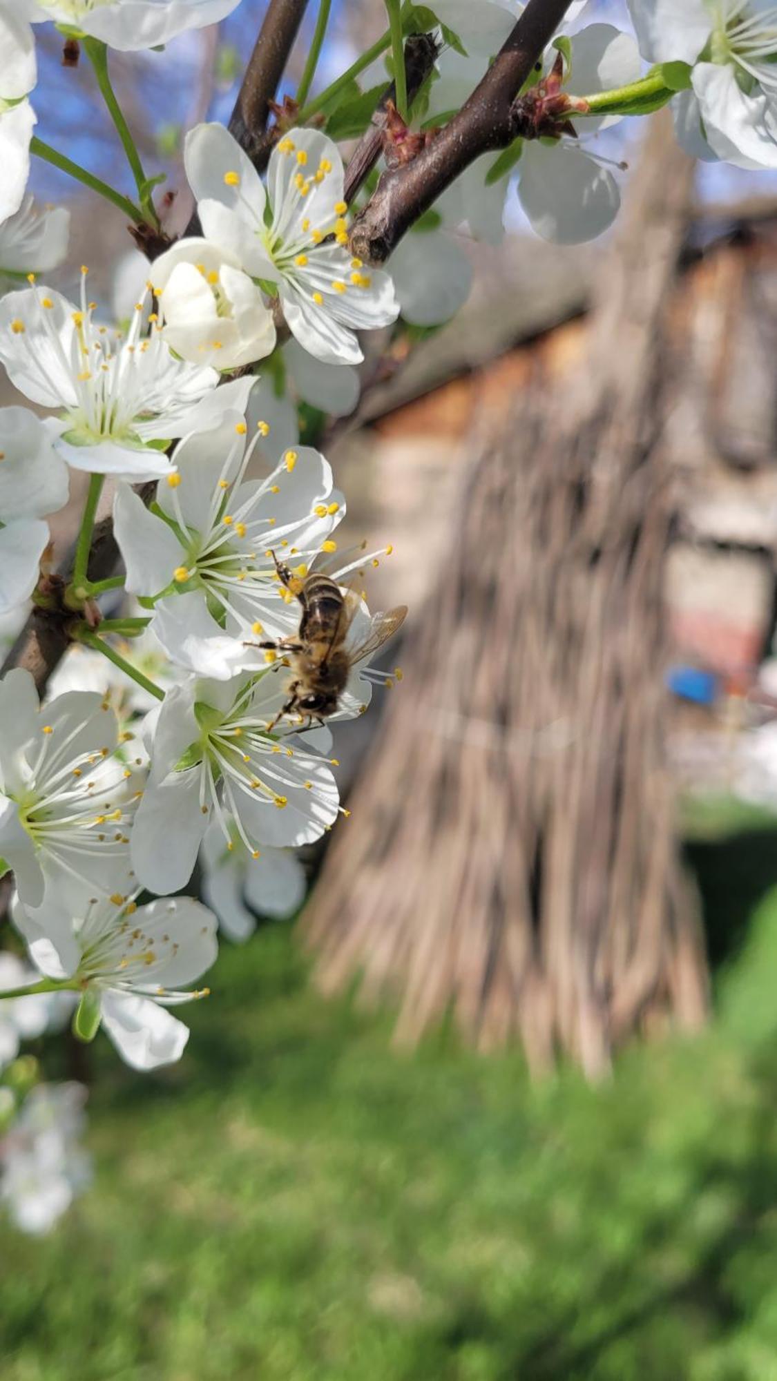 Bee House Hotell Pia Eksteriør bilde
